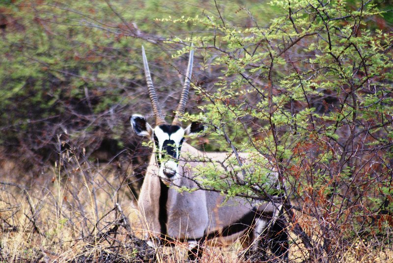 nab (1512).jpg - Oryx